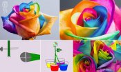 how-to-make-a-rainbow-rose.jpg